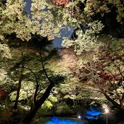 Nighttime Autumn Foliage Viewing『庭紅葉の六義園』フォトジェニックにライトアップ☆ +.ﾟｄ(*>∀<*) ﾟ+.ﾟ