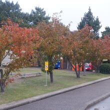 駐車場の樹木の紅葉が綺麗でした。