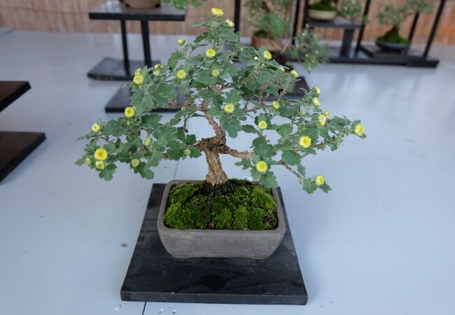 高松市菊花展競技会 (玉藻公園菊花展)