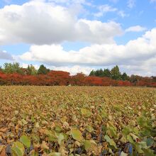 鏡ヶ池からの眺め