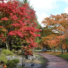 遊歩道の紅葉