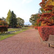 噴水広場の紅葉