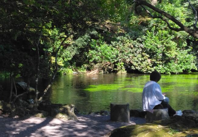 水源、湧玉池の地元住民おすすめスポット