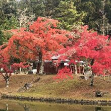 《東大寺》鏡池と厳島神社の美しい紅葉風景