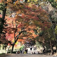 《東大寺》大仏殿から手向山八幡宮へ向かう途中の紅葉風景