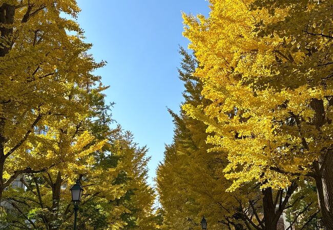 イチョウが色付き始めました。