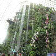 クラウドフォレストは日本にはないと思えるドーム植物園