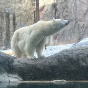 お初&#8252;️山の斜面に立つ旭山動物園&#8252;️