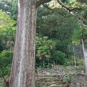 杉に、徳川家康に関する伝承のあるお寺。