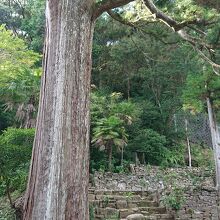 家康公見返りの大杉