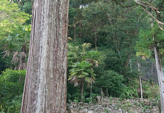 杉に、徳川家康に関する伝承のあるお寺。