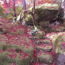 聖徳太子の説経岩の散紅葉