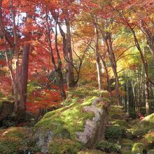 石の苔と紅葉