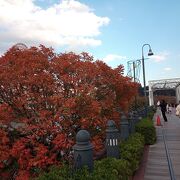 紅葉を楽しみながら汽車道を散歩
