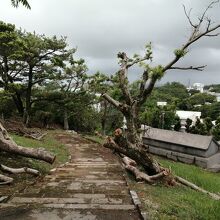 センター公園