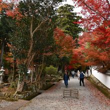 紅葉が見頃でした。