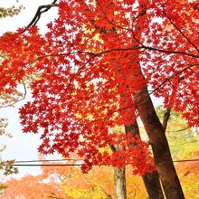 大師堂裏にあった真紅の紅葉の木