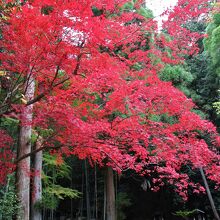 真紅の紅葉の木を別の角度から