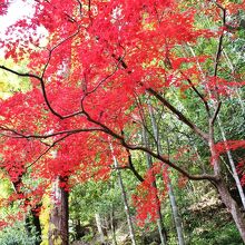 真紅の紅葉の木