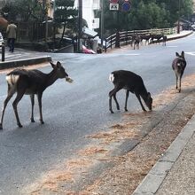 《興福寺》興福寺前にある三条通りいた鹿の群れ