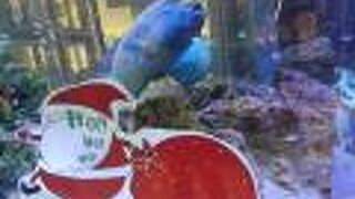 巨大な水槽はクリスマスバージョン