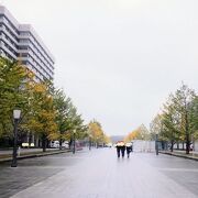 紅葉鑑賞も出来た東京駅丸の内口前の通りでした。