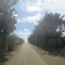 幸松坂の景観樹木