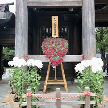 笠間稲荷神社から奉納された菊
