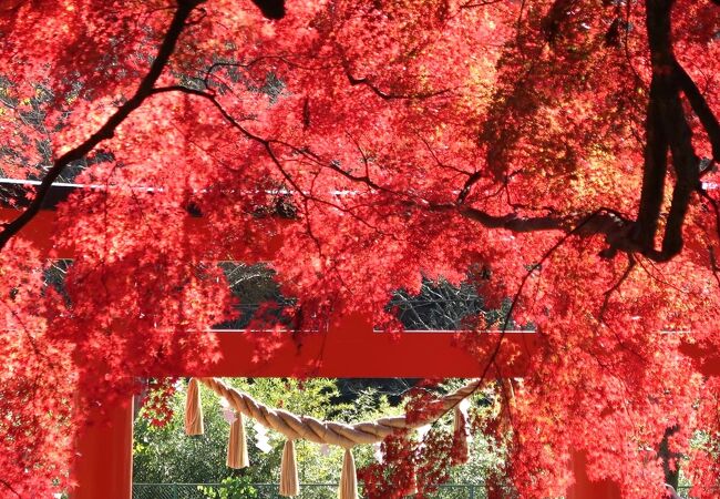 加茂神社のイロハモミジ