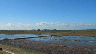 セイタカシギが見られました。