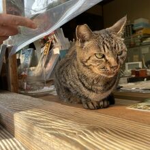 御朱印を頂くとこに居た猫