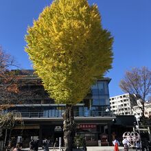 大きな銀杏の木