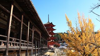 銀杏の紅葉がきれい