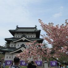 桜の時期で