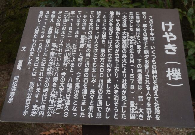 下野八幡宮のケヤキとイチョウ