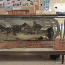 ロビーに飾られていた魚「赤目」のはく製