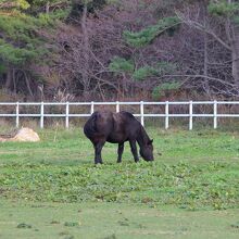 草を食む寒立馬