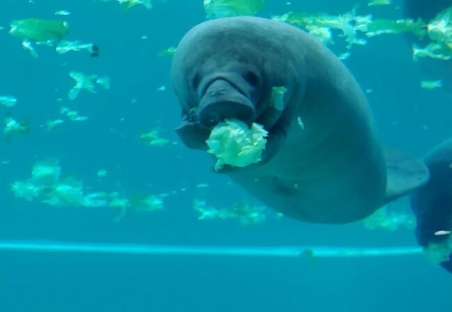 マナティの赤ちゃんを無料で見学