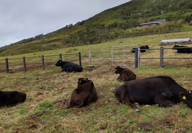 富士の麓に牛がいる