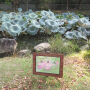 大川の河川敷の公園