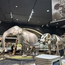 琵琶湖は約400万年前に誕生しました。