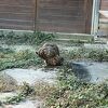 ツシマヤマネコに会えます。