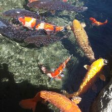 石和温泉 銘石の宿 かげつ