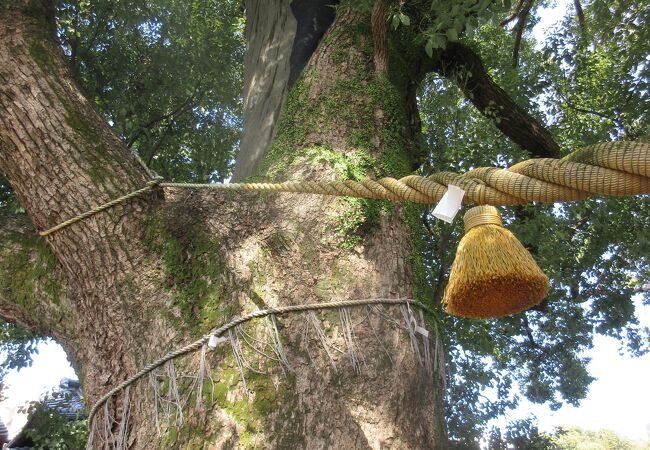 山王神社の大クス