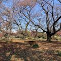 小石川植物園