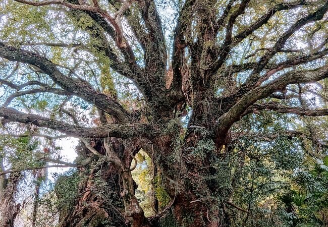 神秘的で美しい巨大な老木で、くぐり抜けることができる。