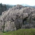 日本五大桜（三大巨桜）『三春滝桜』