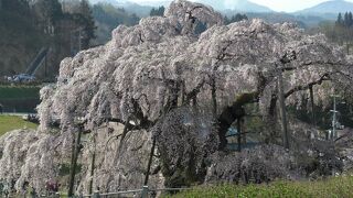 日本五大桜（三大巨桜）『三春滝桜』