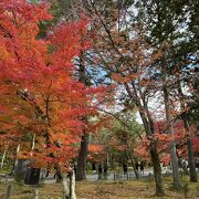 拝観料なしで、紅葉の絶景を楽しめる境内