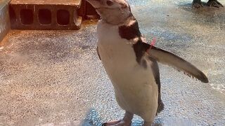 様々なペンギンと出会える